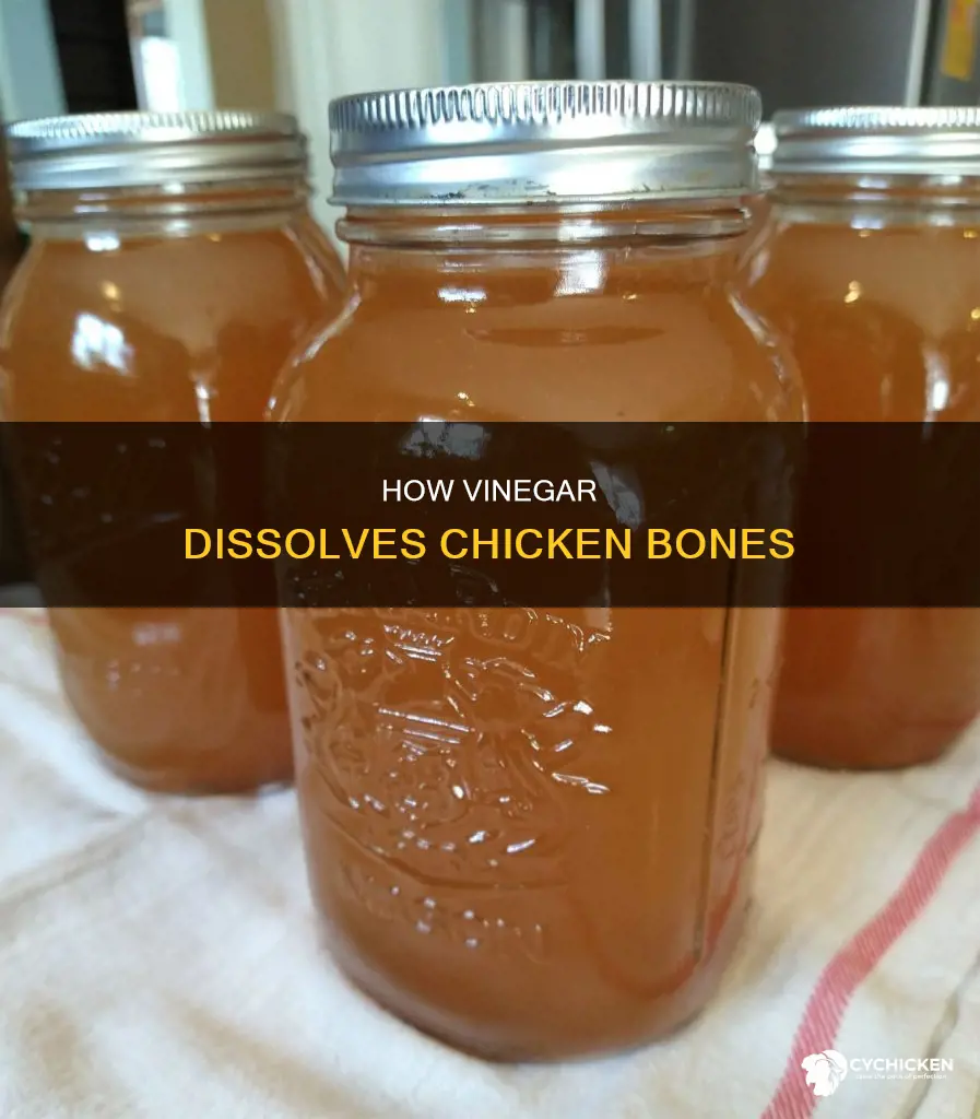 what will happen to a chicken bone in vinegar