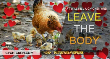 Mysterious Chicken Deaths: Body Left Intact