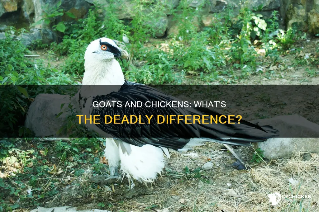 what will kill a chicken and pass up a goat