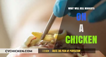 Effective Ways to Eliminate Maggots on Chickens Safely and Quickly