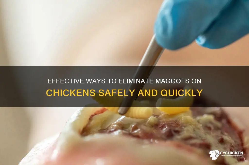 what will kill maggots on a chicken