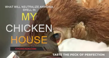 Eradicate Ammonia Odor in Chicken Coops