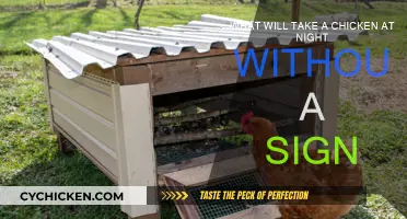 Chicken Night: Stealthy Predators on the Prowl