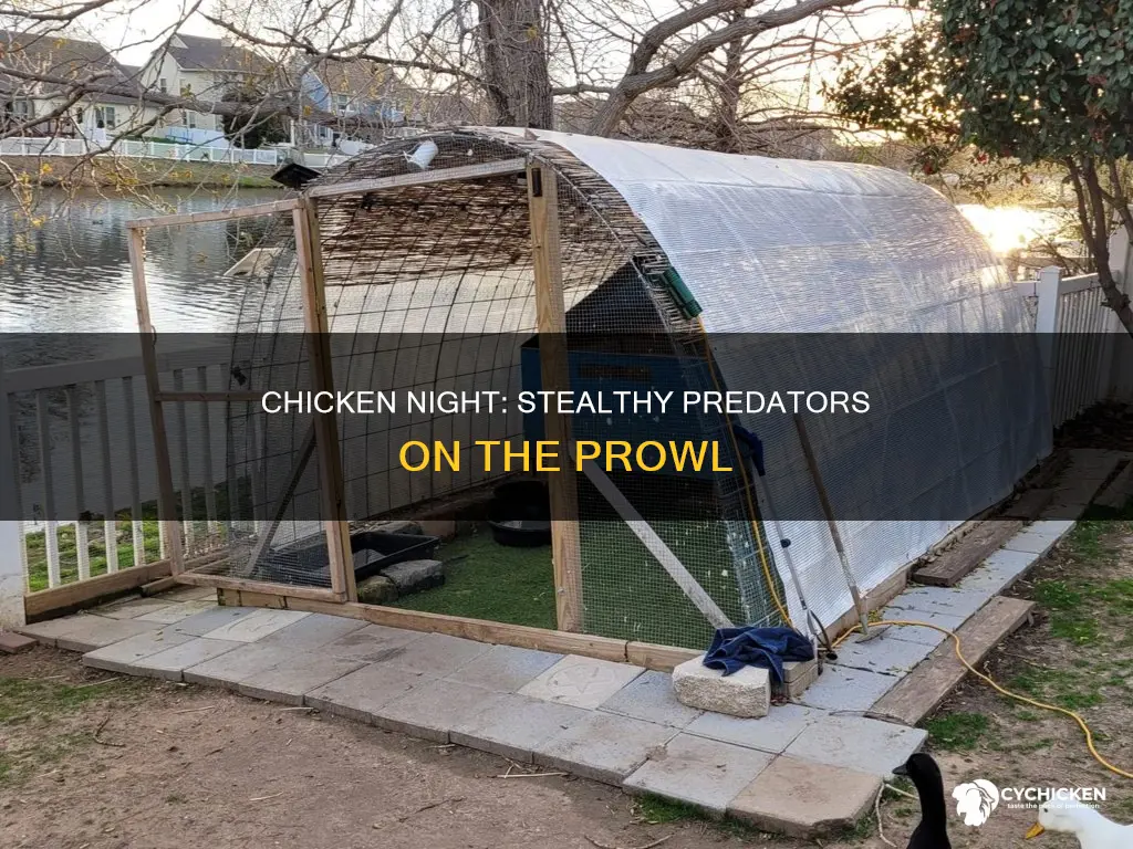what will take a chicken at night without a sign