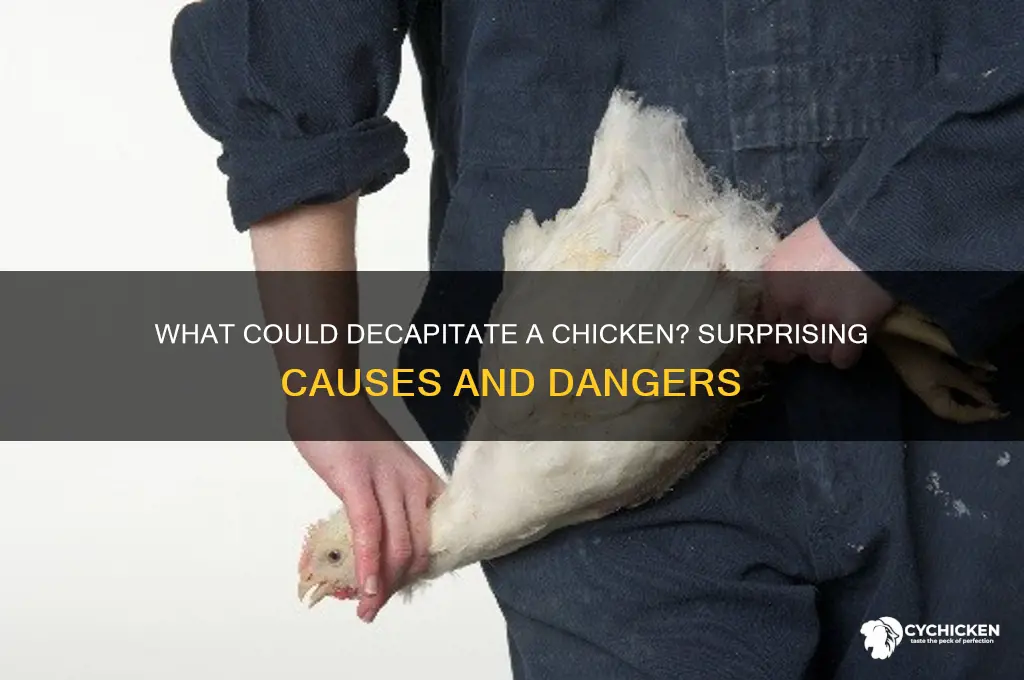 what will take a chicken