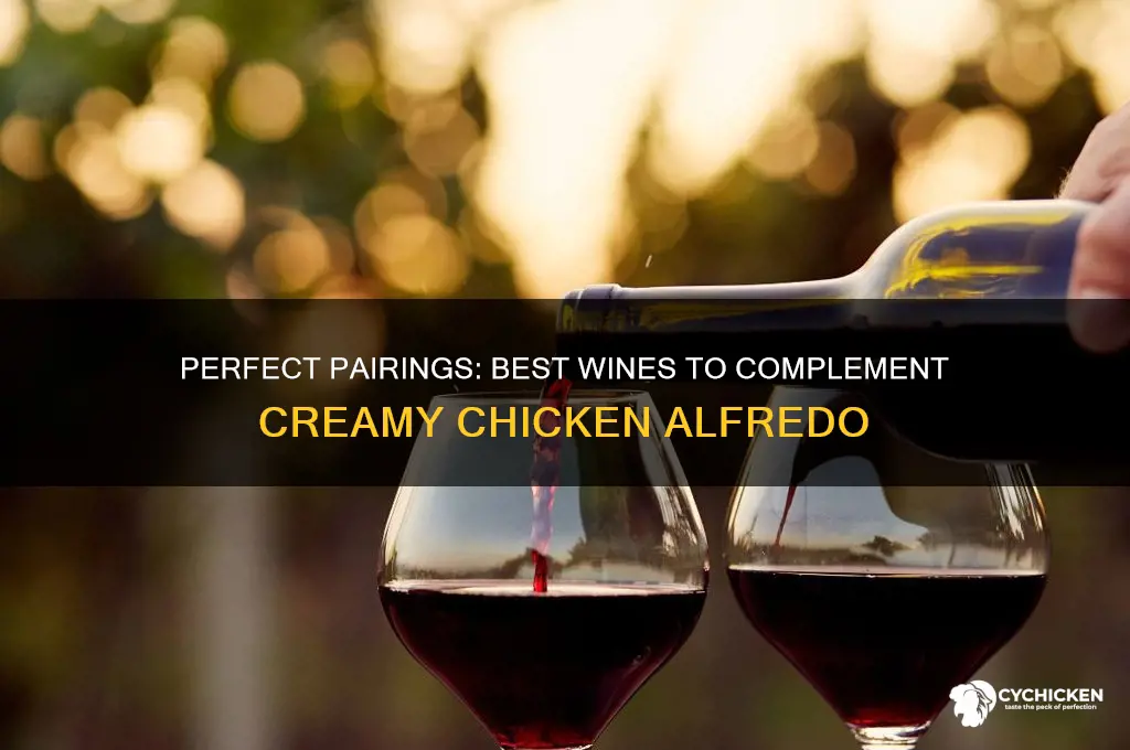 what wine goes best with chicken alfredo