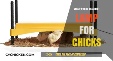Effective Heat Lamp Alternatives for Keeping Chicks Warm and Healthy