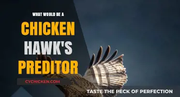 Who Hunts the Chicken Hawk? Exploring Predators of the Sky