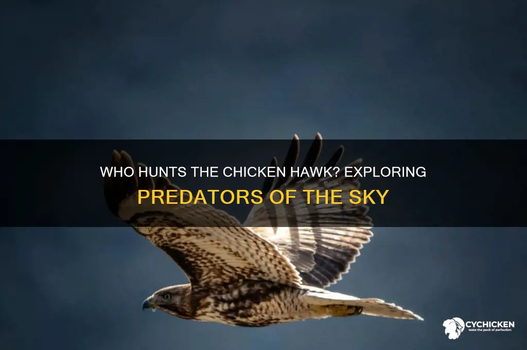 what would be a chicken hawk