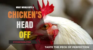 Predators That Decapitate Chickens: Uncovering the Culprits Behind the Attacks