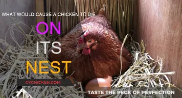 Nest Dangers: What Kills Chickens?