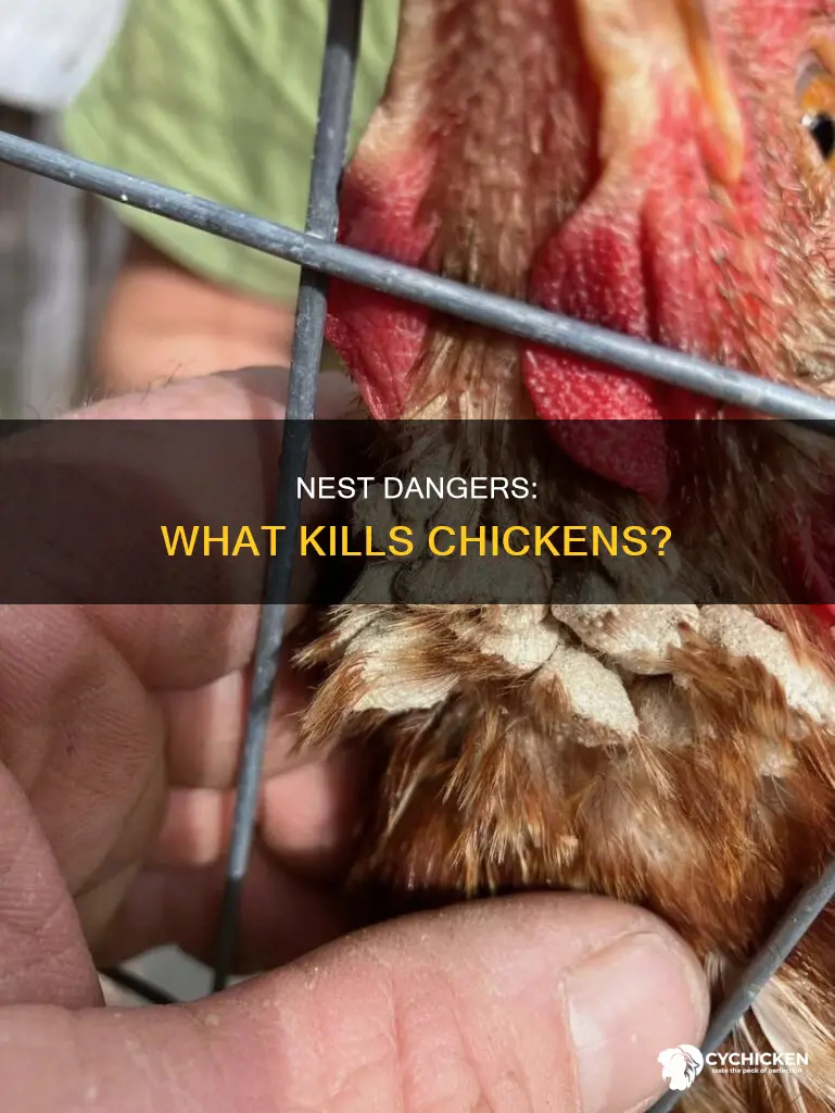 what would cause a chicken to die on its nest