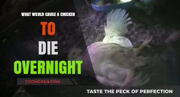 Overnight Chicken Losses: Common Causes and Prevention Tips