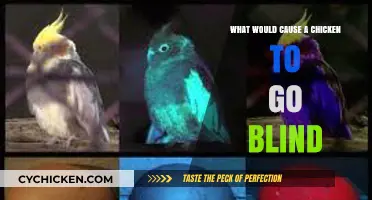 Understanding the Causes of Blindness in Chickens: A Comprehensive Guide