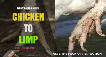Why Is My Chicken Limping? Common Causes and Solutions