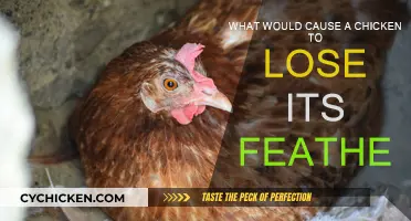 Causes of Feather Loss in Chickens Explained