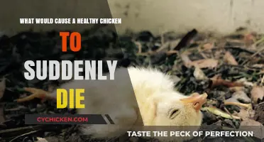 Sudden Death in Healthy Chickens: Uncovering the Hidden Causes