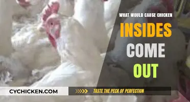 Why Chicken Insides Protrude: Causes and Prevention Tips Explained