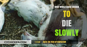 Uncovering the Silent Killers: Why Chickens Die Slowly and How to Prevent It