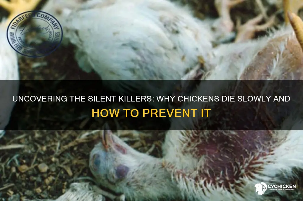 what would cause chicken to die slowly