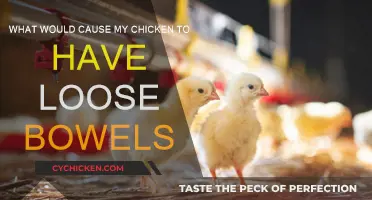 Understanding Chicken Diarrhea: Causes and Prevention