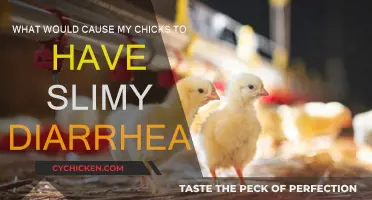 Chick Diarrhea: Causes and Prevention