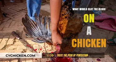 Understanding What Causes Blood Clotting in Chickens: Key Factors Explained