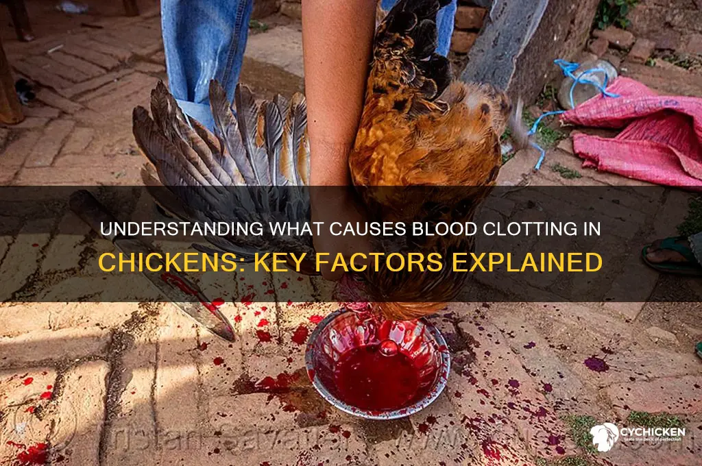 what would clot the blood on a chicken