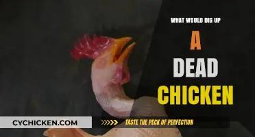 Uncovering the Dead: What Creatures Dig Up Dead Chickens?