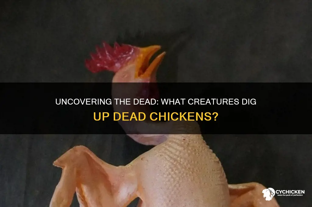 what would dig up a dead chicken