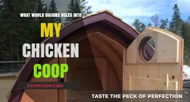 Why Digging Holes in Your Chicken Coop Could Be a Problem