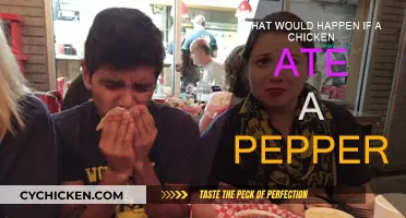 Spicy Adventure: Chicken's Reaction to Pepper