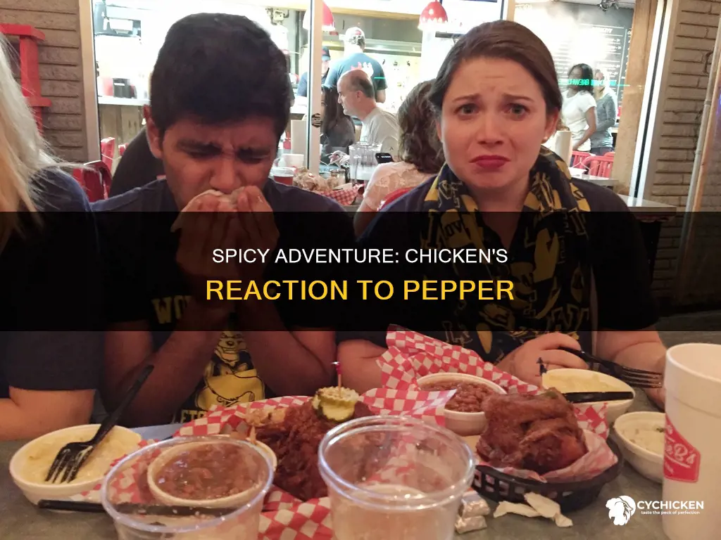 what would happen if a chicken ate a pepper
