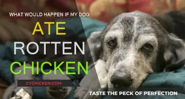 Dog Ate Rotten Chicken? Here's What You Should Know