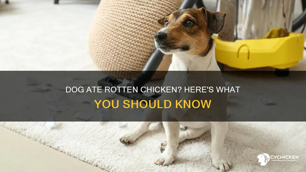 what would happen if my dog ate rotten chicken