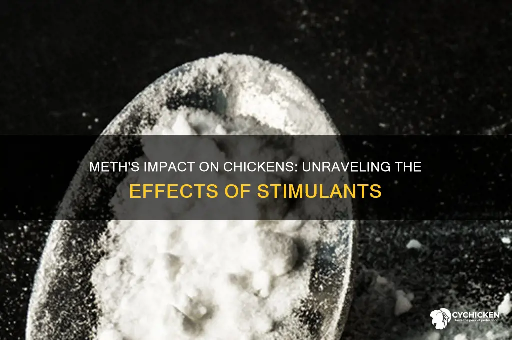 what would happen to a chicken on meth