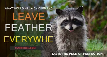 Mysterious Chicken Killer: Feathers Left as Clues