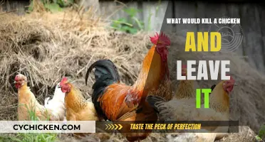 Mysterious Chicken Deaths: Predators or Poisons Leaving Carcasses Behind?