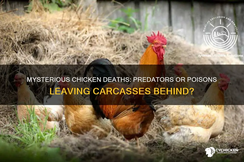 what would kill a chicken and leave it