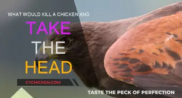 Mysterious Chicken Killer: Who or What is it?