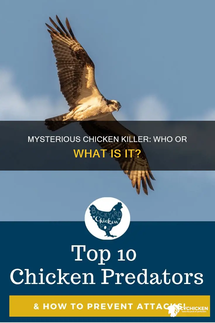 what would kill a chicken and take the head