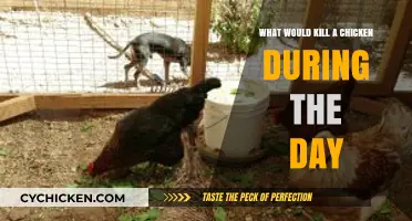 Daytime Dangers: What Could Suddenly Kill a Chicken in Daylight?