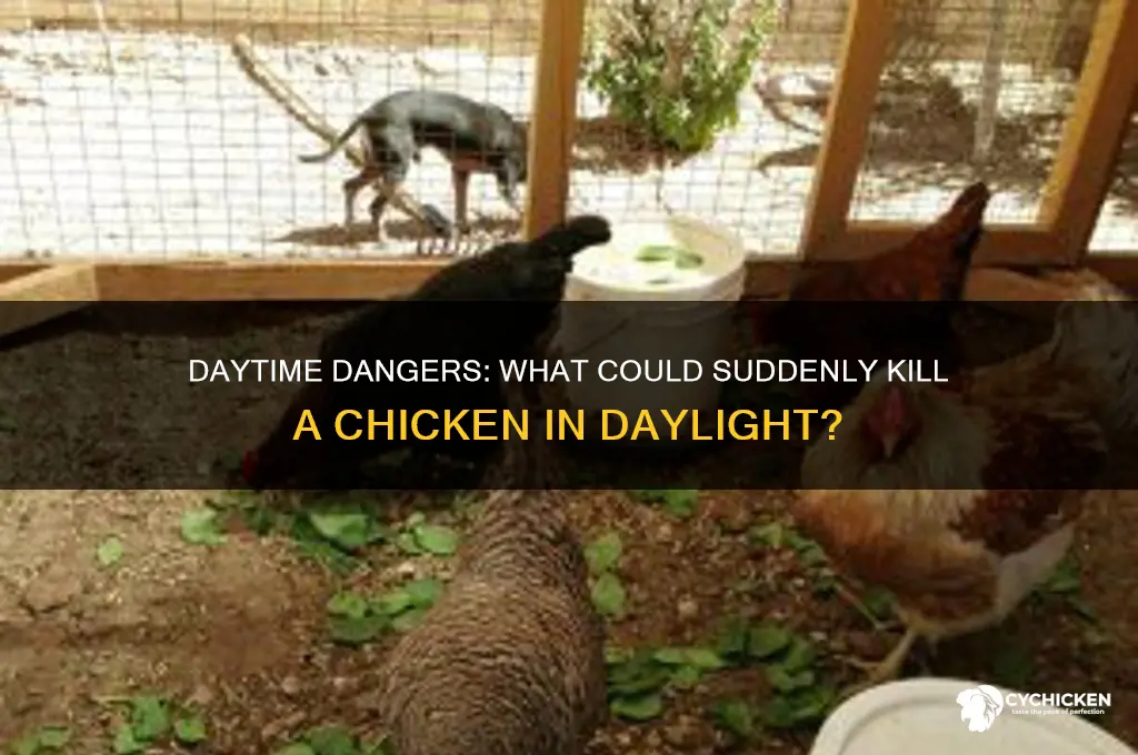 what would kill a chicken during the day