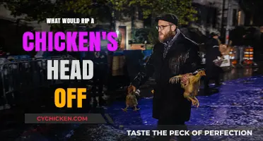Predators, Accidents, or Human Actions: What Causes Chicken Decapitation?