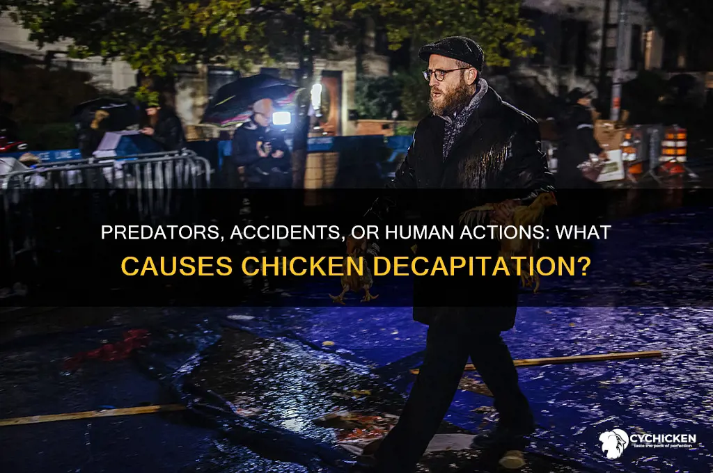 what would rip a chicken