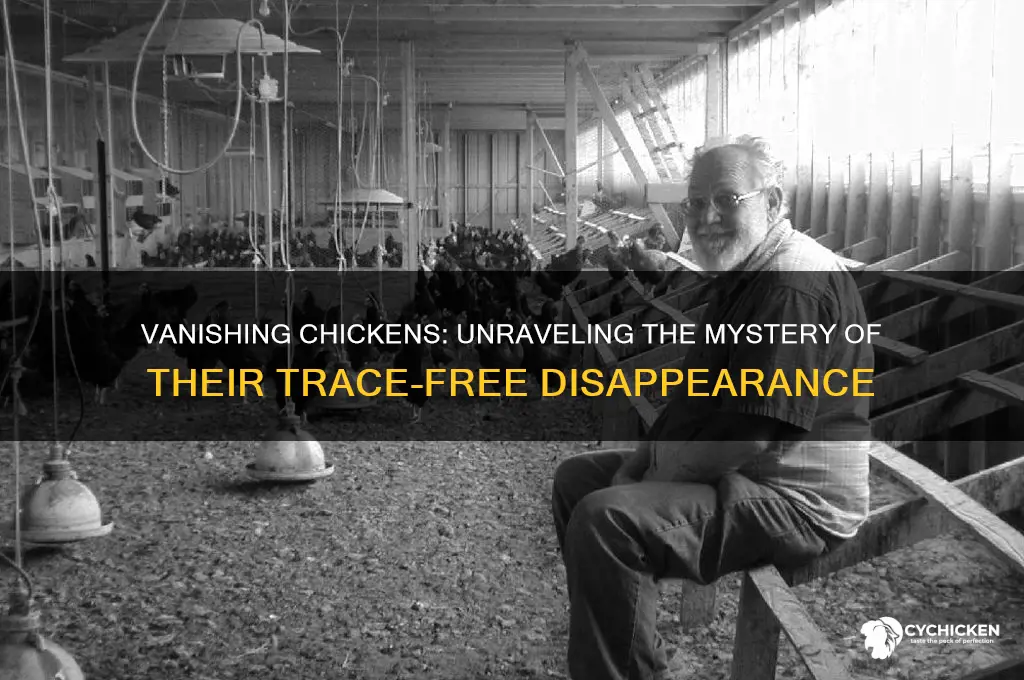 what would take a chicken without a trace