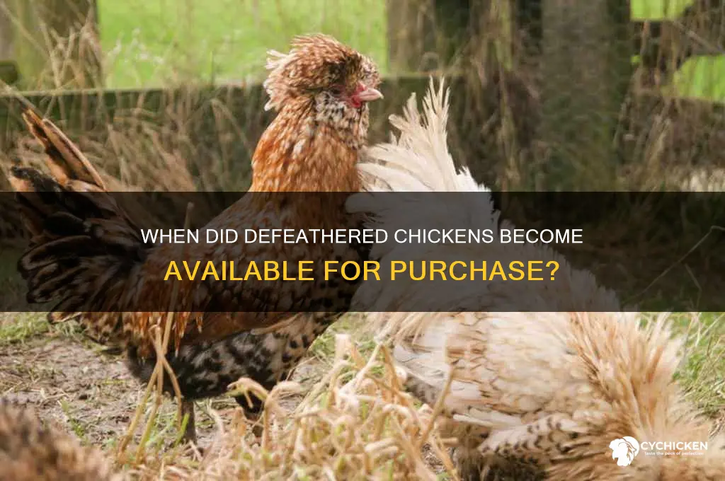 what year could you buy a defeathered chicken