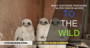 Falcon Conservation: When Did Hacking Begin?