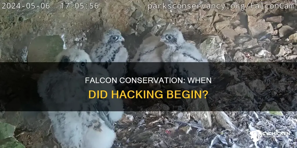 what year were peregrine falcon chicks hacked to the wild