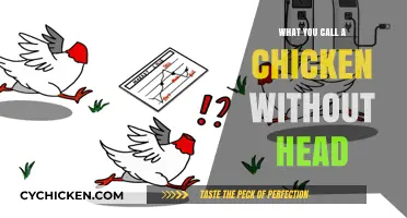 The Bizarre Truth About Headless Chickens: What’s the Real Name?